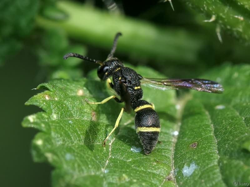 Vespidae